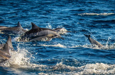 Dolphin Ocean Cruise St Lucia